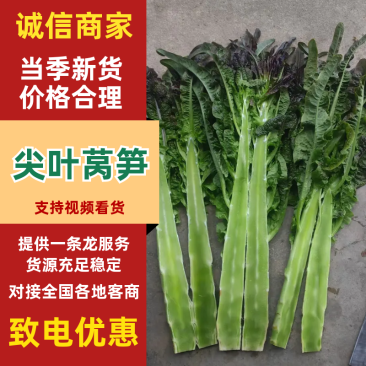 云南莴笋，尖叶莴笋，一手货源，电联价格可谈对接市场批发商