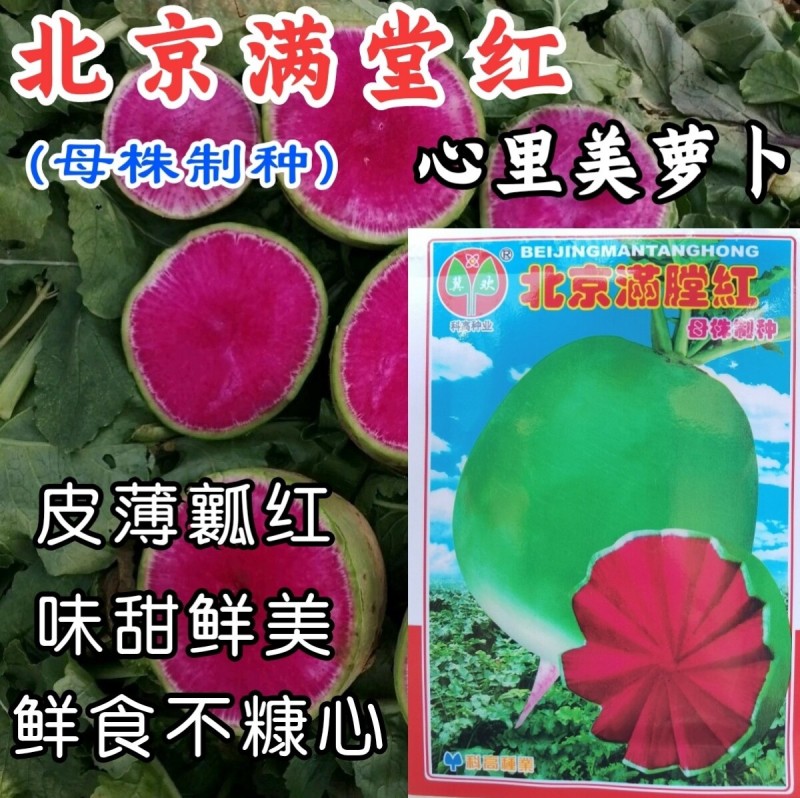 北京满堂红萝卜种子心里美萝卜绿皮红肉红心甜脆水果萝卜种