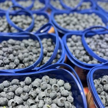云南澄江抚仙湖全品种蓝莓供应链