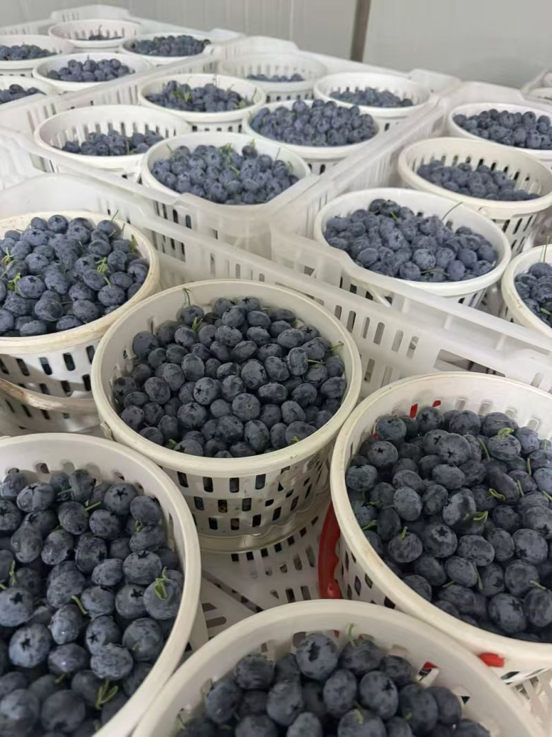 云南澄江抚仙湖全品种蓝莓供应链
