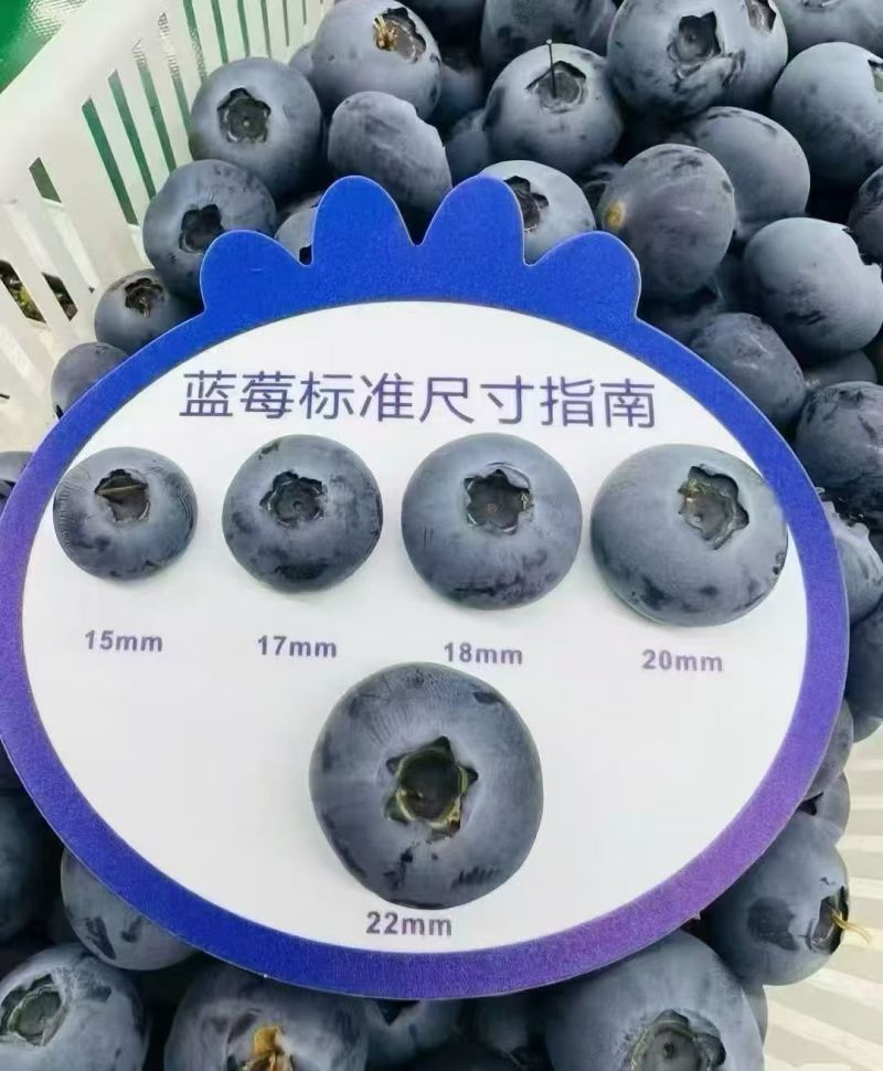 云南澄江抚仙湖全品种蓝莓供应链