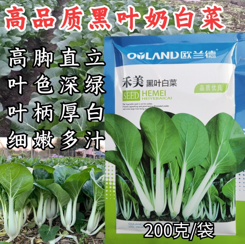 禾美黑叶小白菜种子奶白菜种子籽白梗耐热抗病高产黑叶快菜