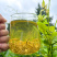2026莓茶头茶藤茶明清茶批发价