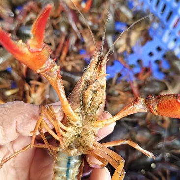 【精选小龙虾】洪湖潜江小龙虾保质保量水质优对接全国