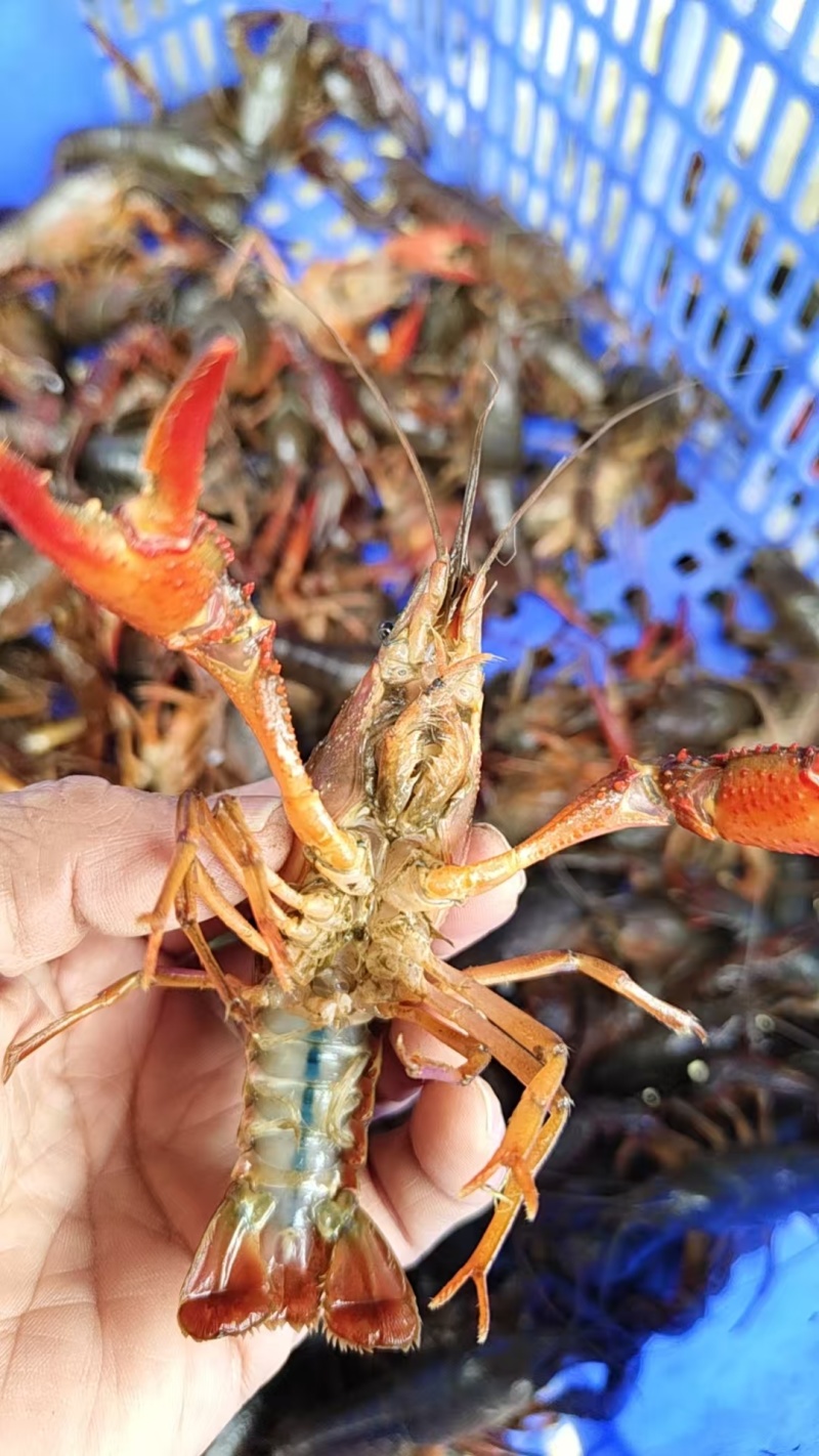 【精选小龙虾】洪湖潜江小龙虾保质保量水质优对接全国