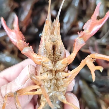 洪湖小龙虾产地直发规格齐全肉质饱满供应全国量大优惠