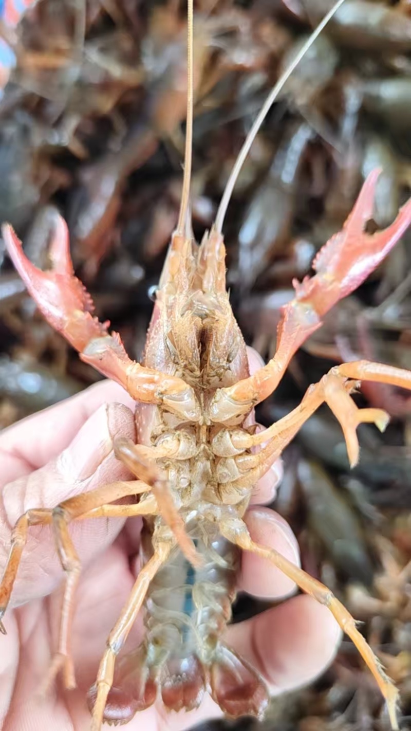 洪湖小龙虾产地直发规格齐全肉质饱满供应全国量大优惠