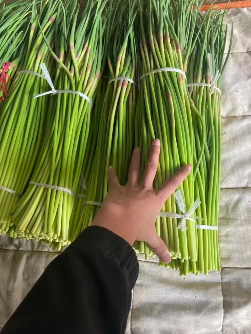 【掉价了】山东蒜台红帽蒜薹条形好水分足耐运输储存按要求打捆