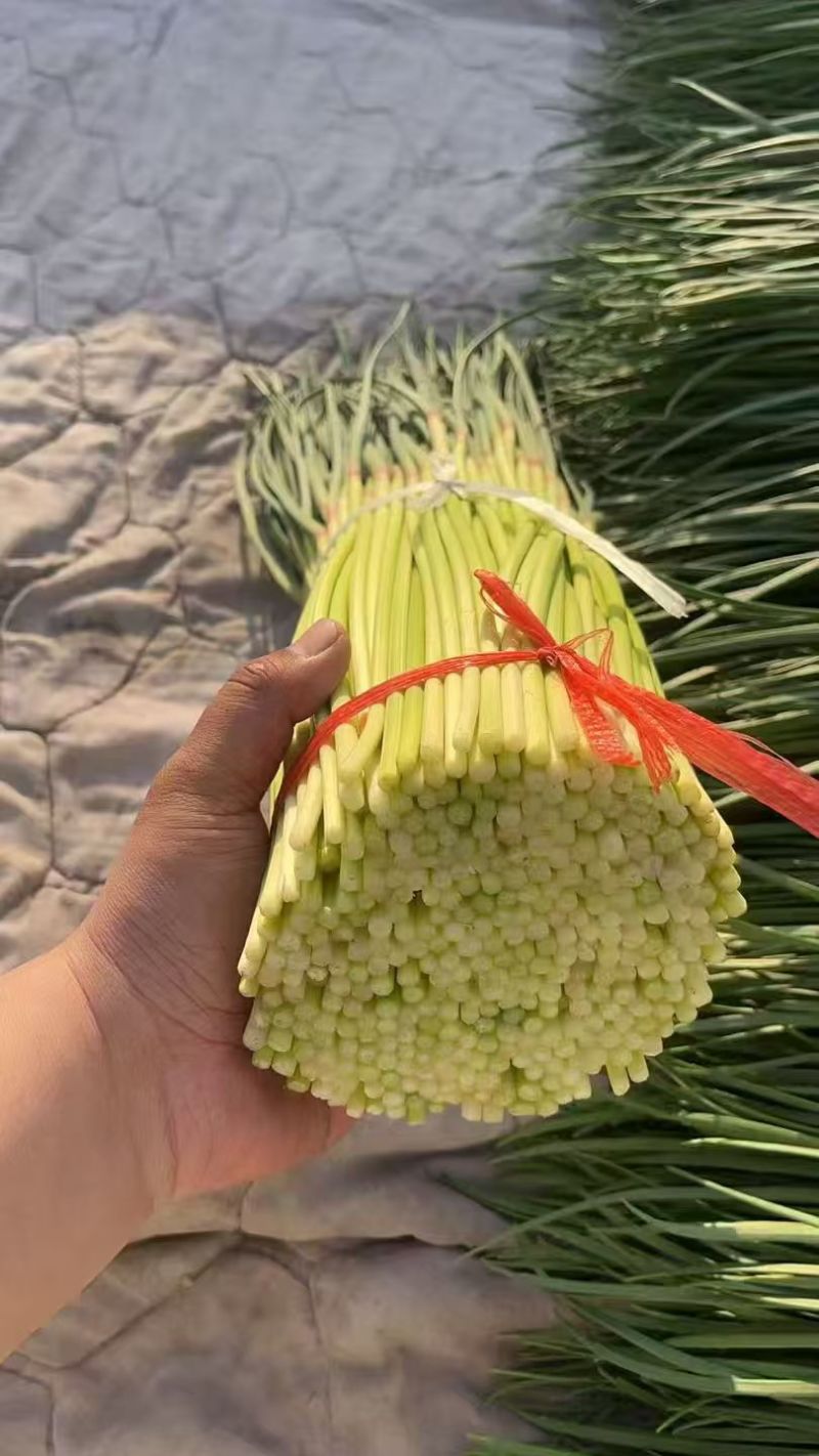 【掉价了】山东蒜台红帽蒜薹条形好水分足耐运输储存按要求打捆