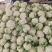 河南焦作松花菜基地直供大量有货可长期供应到6月走批发