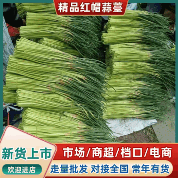 【掉价了】山东蒜台红帽蒜薹条形好水分足耐运输储存按要求打捆
