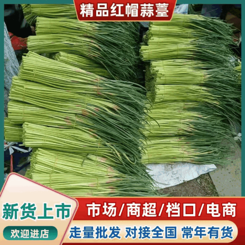 【掉价了】山东蒜台红帽蒜薹条形好水分足耐运输储存按要求打捆