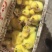 【推荐】三花鹅苗规格齐全货源充足成活率高包技术
