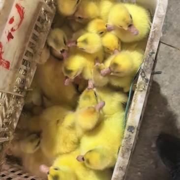 【热卖】麻鸭苗价格优惠质量保障一手货源欢迎咨询采购