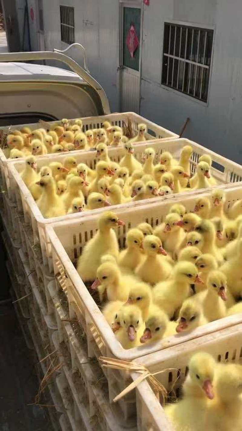 【热卖】麻鸭苗价格优惠质量保障一手货源欢迎咨询采购
