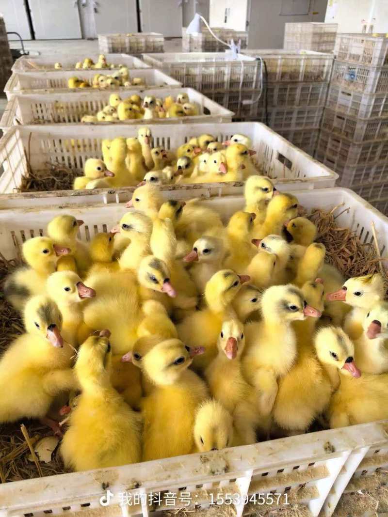 【热卖】麻鸭苗价格优惠质量保障一手货源欢迎咨询采购