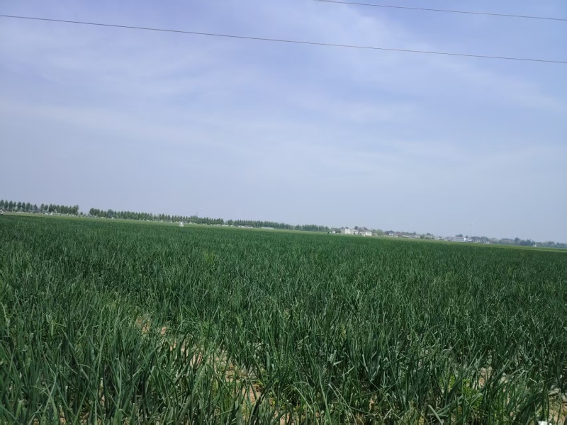 二红洋葱河西二红开封产地量大从优可对接全国客商欢迎