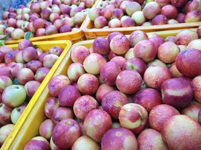 黄肉油桃珍珠枣油桃大小都有可以现场看货满意再装承接电商