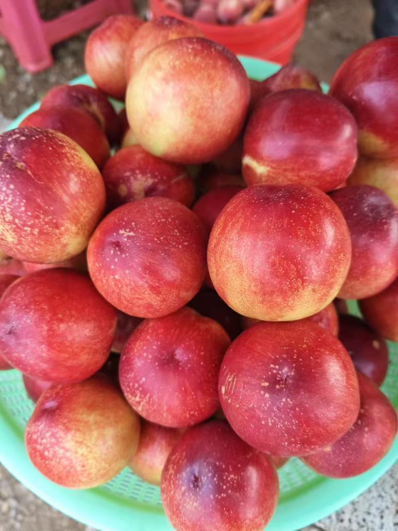 黄肉油桃珍珠枣油桃大小都有可以现场看货满意再装承接电商