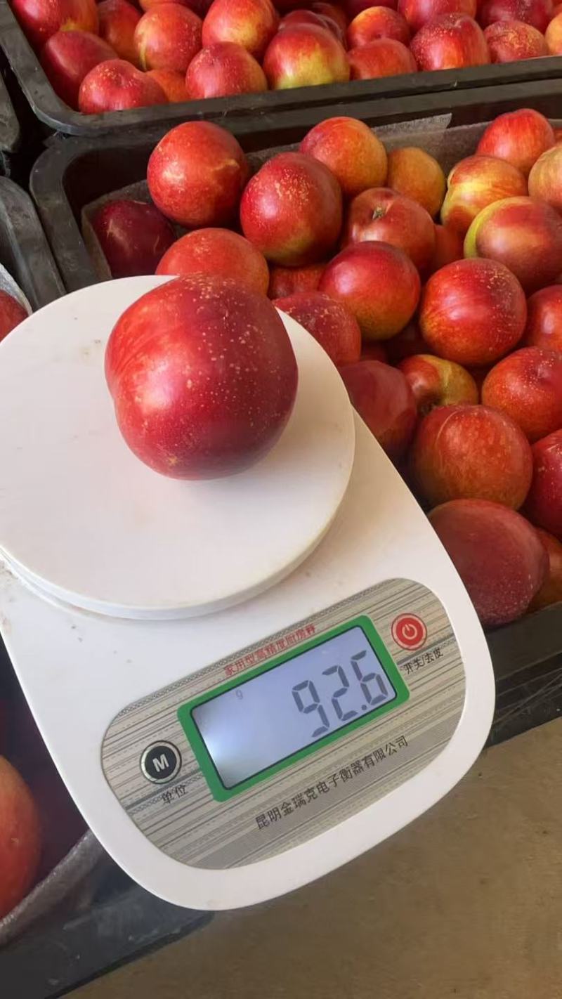 黄肉油桃珍珠枣油桃大小都有可以现场看货满意再装承接电商
