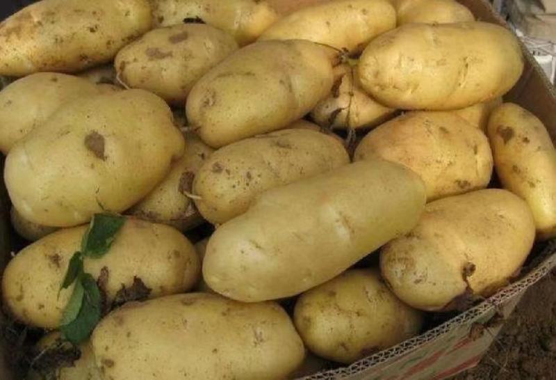 山东精品土豆精品荷兰十五土豆基地一手货源全国供应