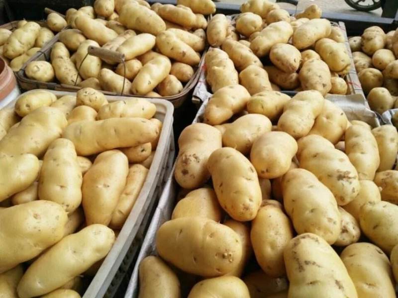 山东精品土豆精品荷兰十五土豆基地一手货源全国供应