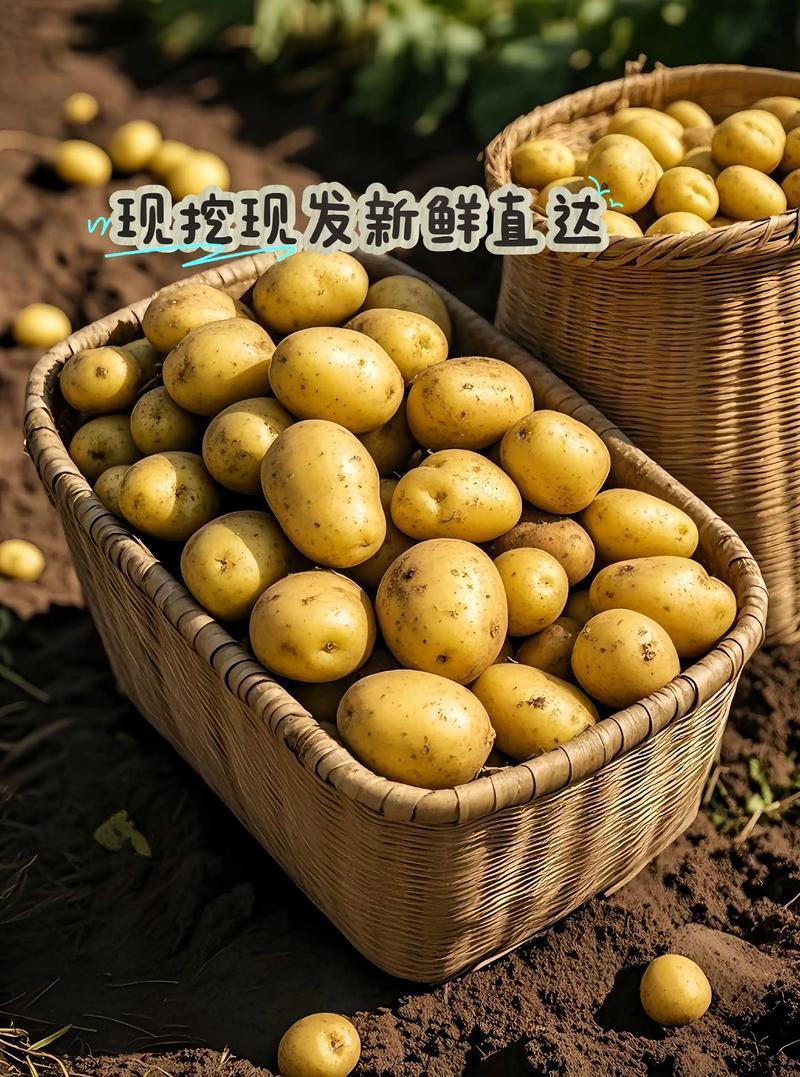 山豆黄心土豆对接电商市场商超可视频看货