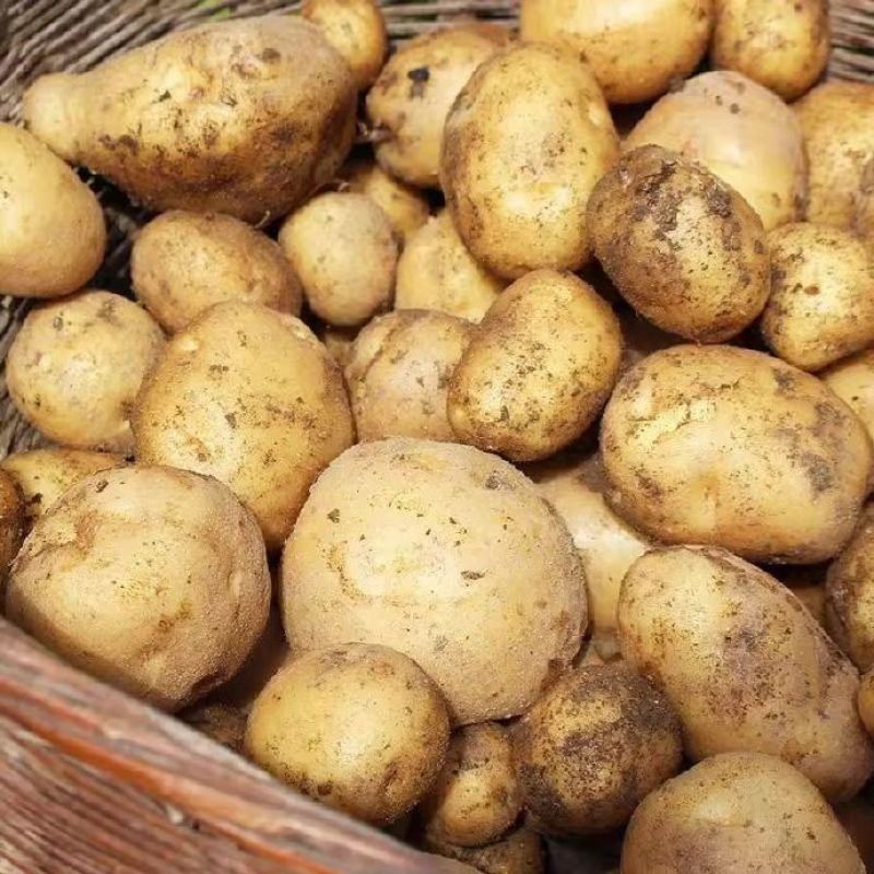 山豆黄心土豆对接电商市场商超可视频看货