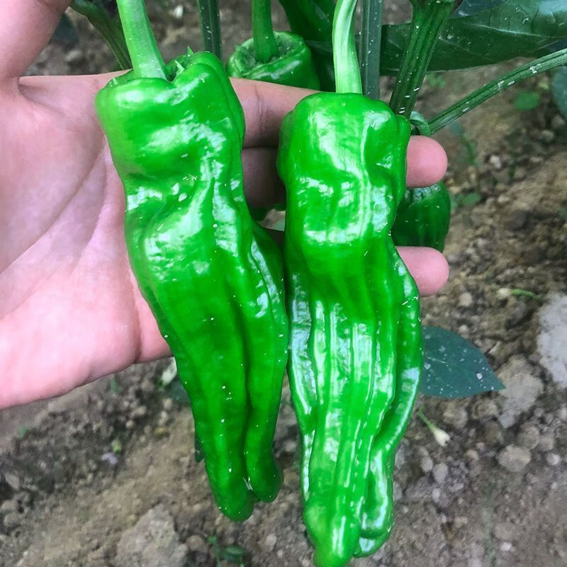 安徽《热卖》芜湖椒辣椒/薄皮大辣椒/螺丝椒/产地直发