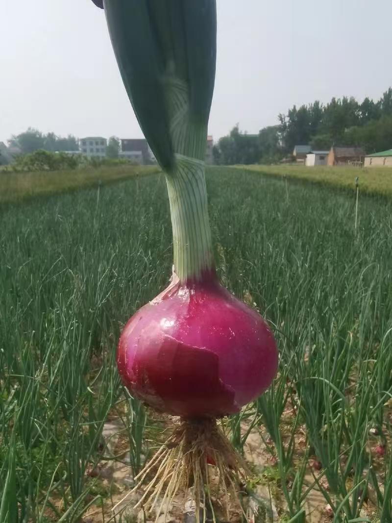 二红洋葱河西二红开封产地量大从优可对接全国客商欢迎