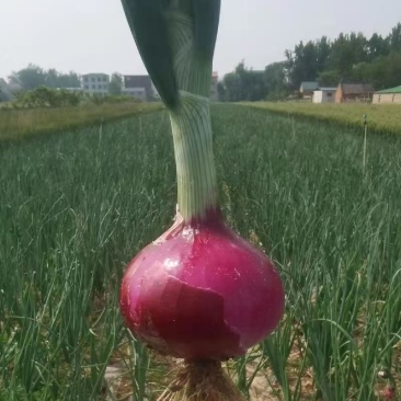 河西二红洋葱根红苗壮产地直发量大从优可视频看货对接