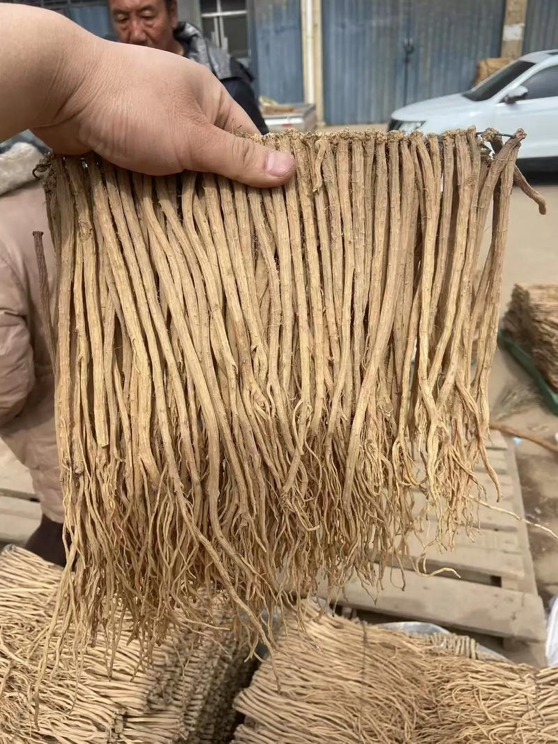 甘肃白条党参精品大条大量上市规格齐全承接电商加工厂