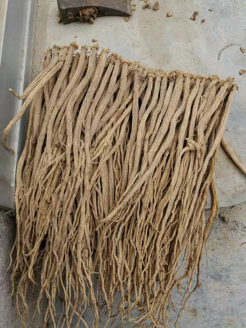 甘肃白条党参精品大条大量上市规格齐全承接电商加工厂