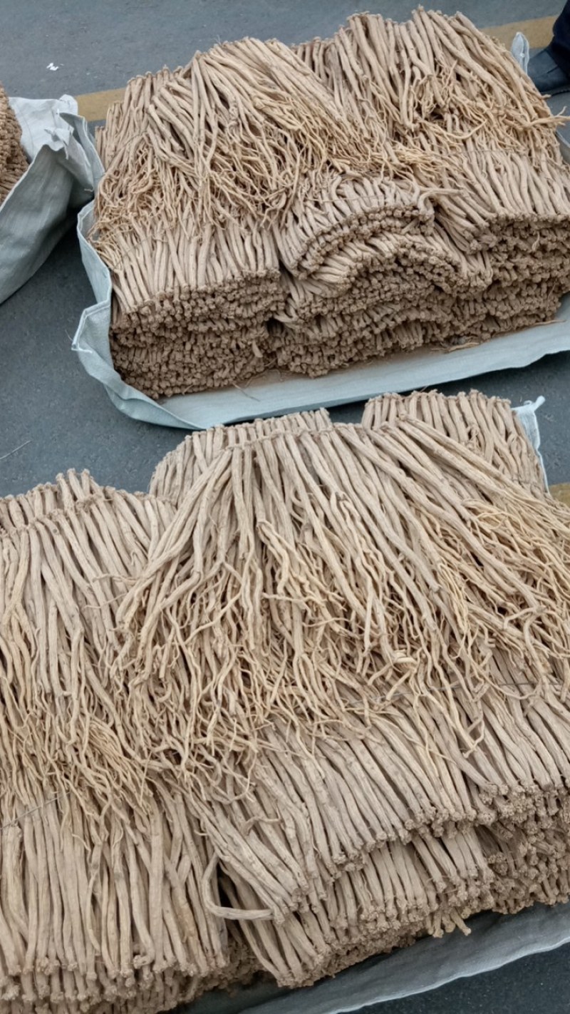 甘肃白条党参精品大条大量上市规格齐全承接电商加工厂