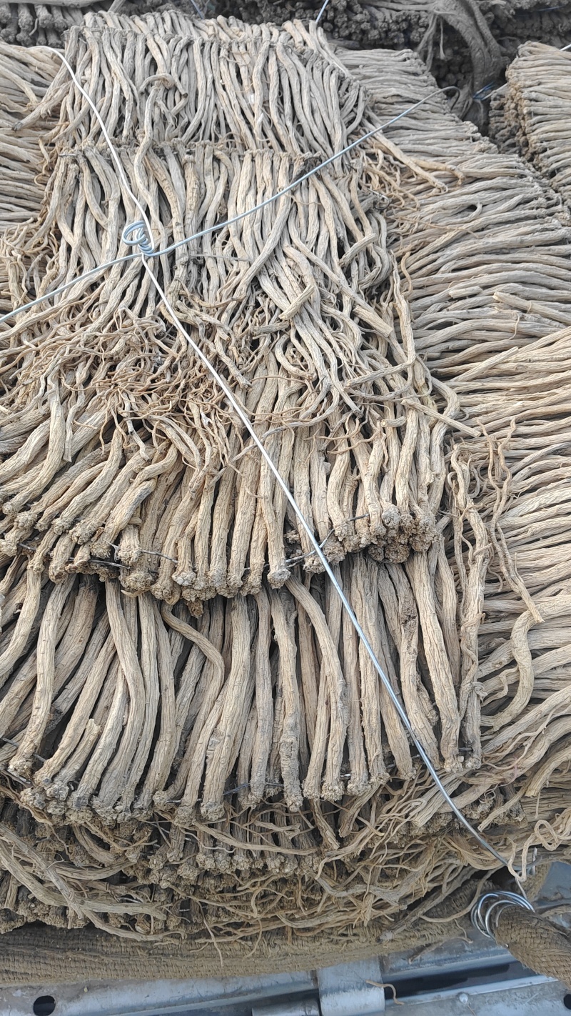 甘肃白条党参精品大条大量上市规格齐全承接电商加工厂