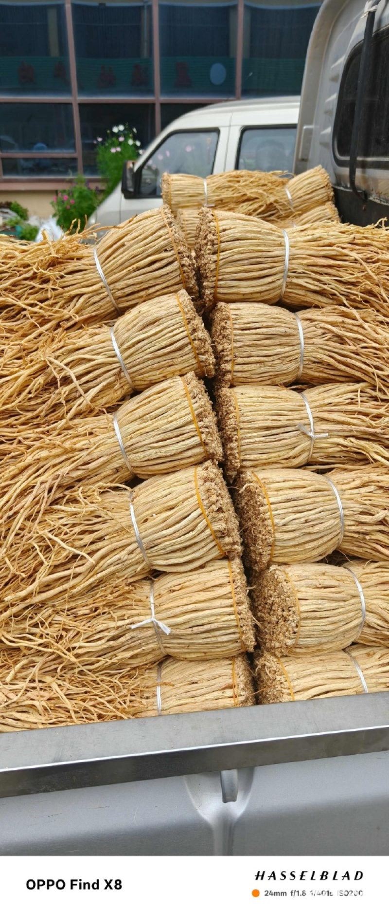 甘肃白条党参精品大条大量上市规格齐全承接电商加工厂