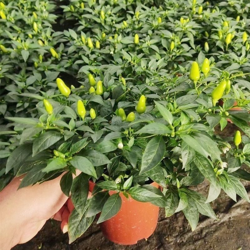 可食用辣椒盆栽带果超辣朝天椒