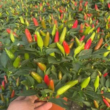 可食用辣椒盆栽带果超辣朝天椒