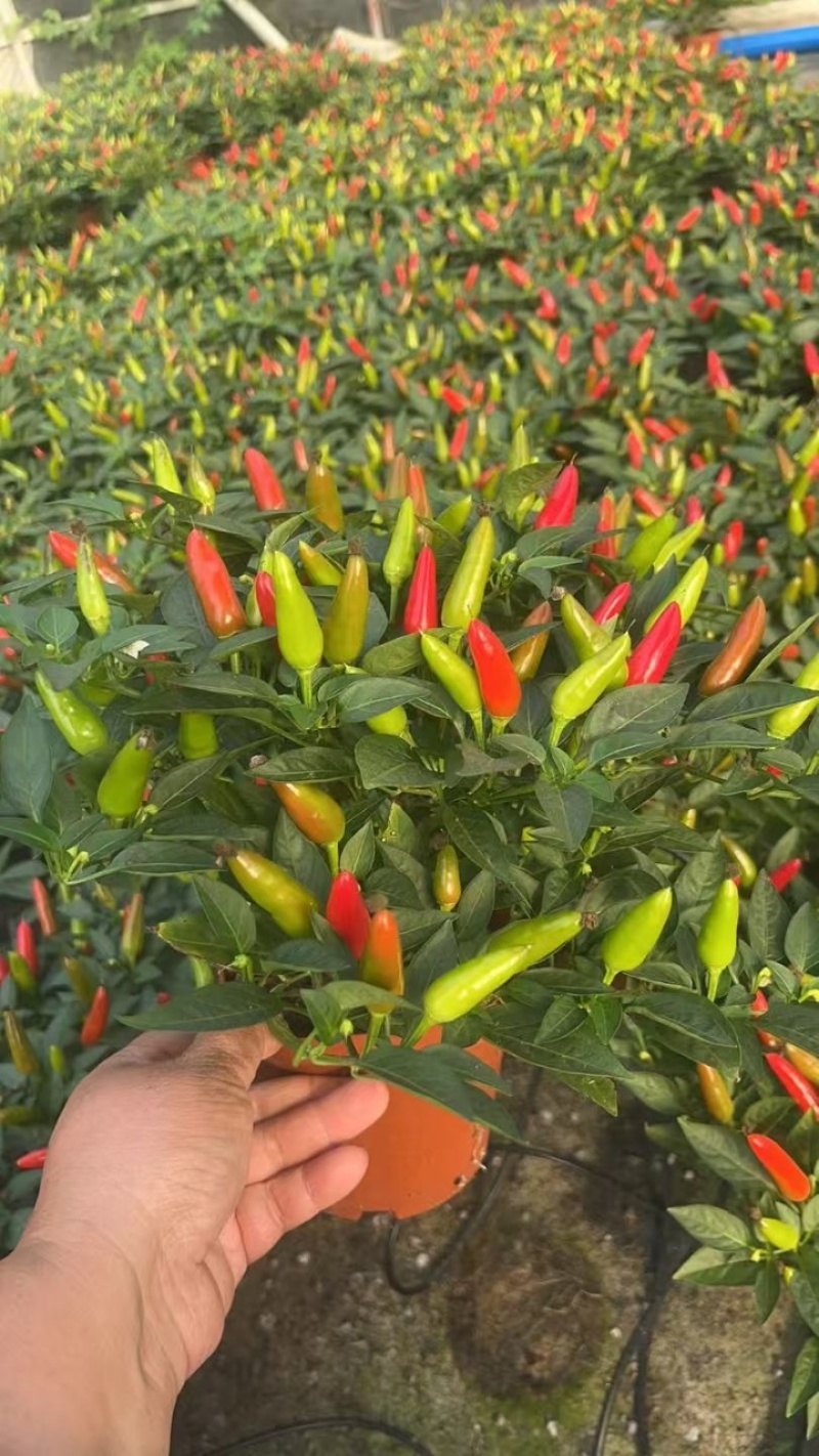 可食用辣椒盆栽带果超辣朝天椒