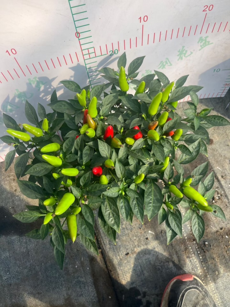 可食用辣椒盆栽带果超辣朝天椒