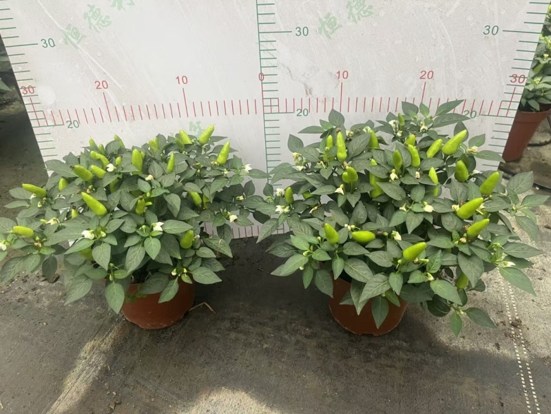 可食用辣椒盆栽带果超辣朝天椒