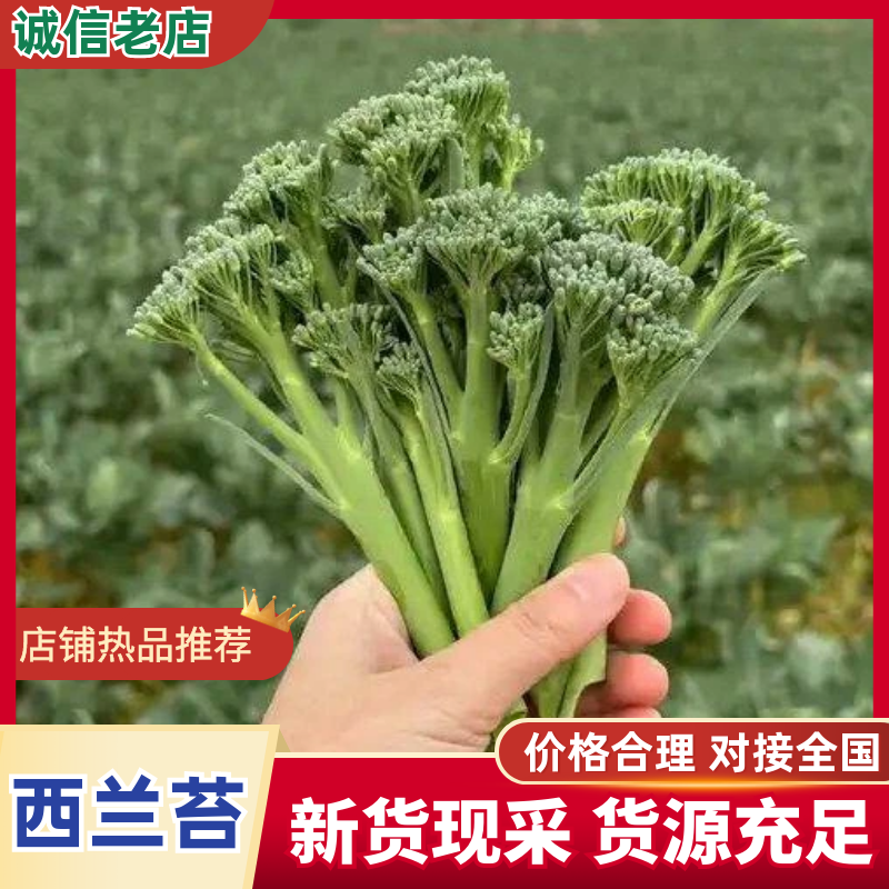 西兰苔，基地直供，一手货源保质保量对接全国