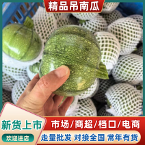 吊南瓜精品小南瓜产地直发保质保量对接全国电商市场