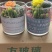 玻璃仙人球