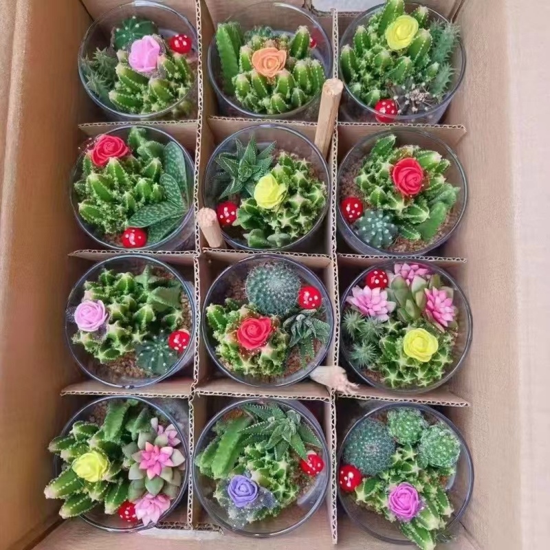 玻璃仙人球