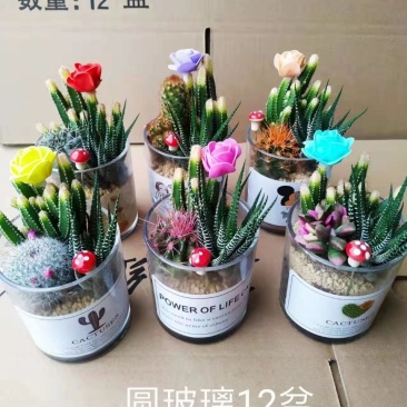 玻璃仙人球