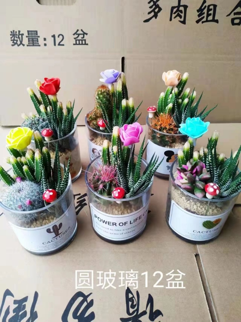 玻璃仙人球
