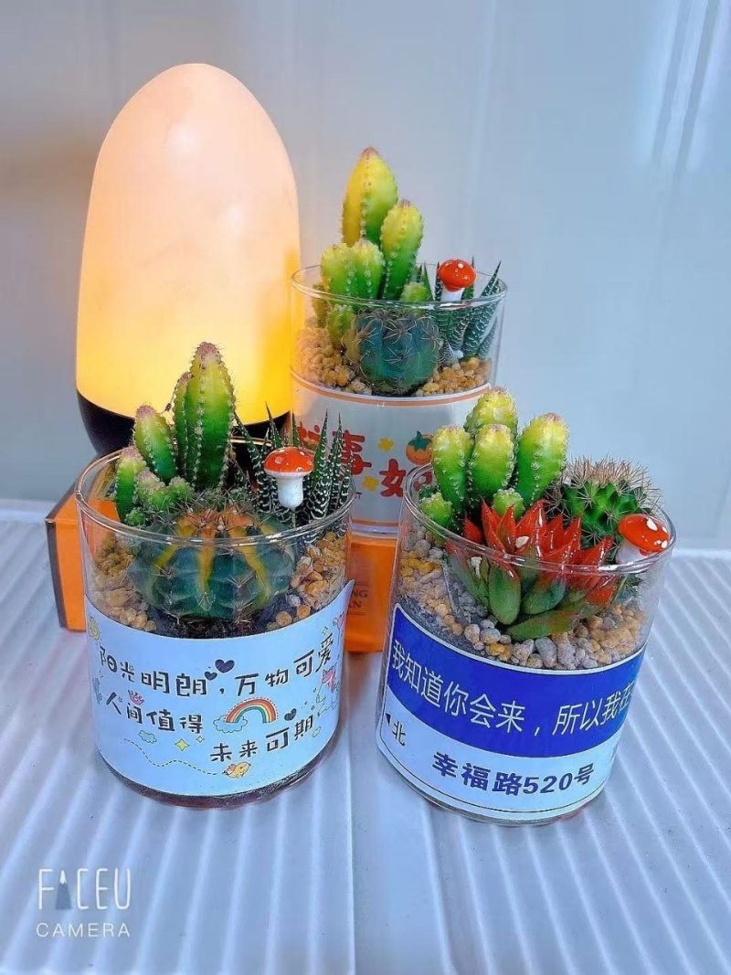 玻璃仙人球