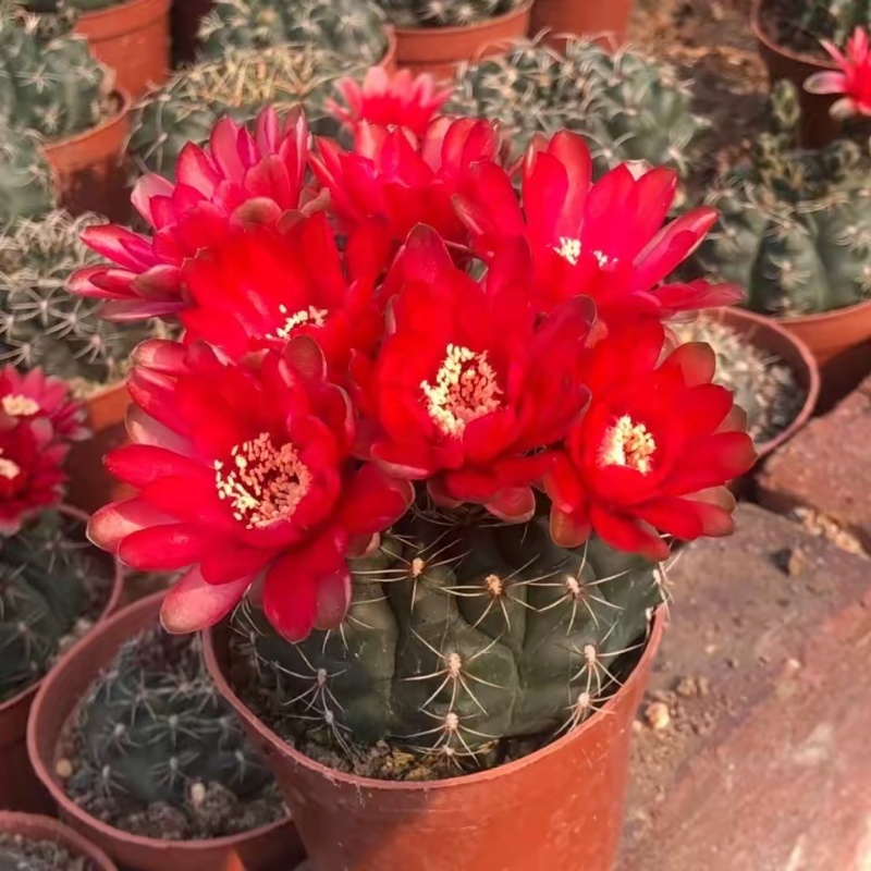 菲花玉开花仙人球