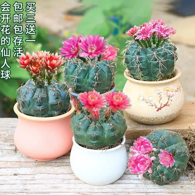 菲花玉开花仙人球